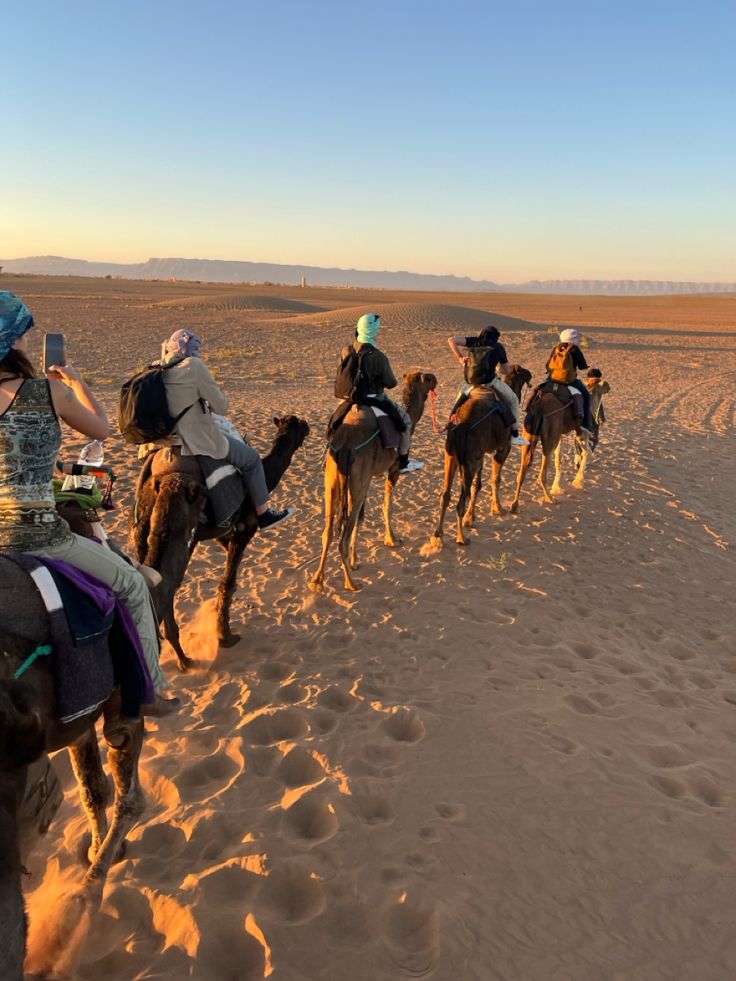Camels of the Sahara – Zagora, Morocco
