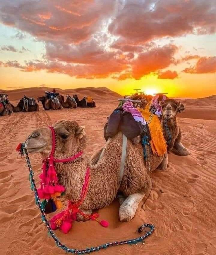 Merzouga desert 🇲🇦 (1)