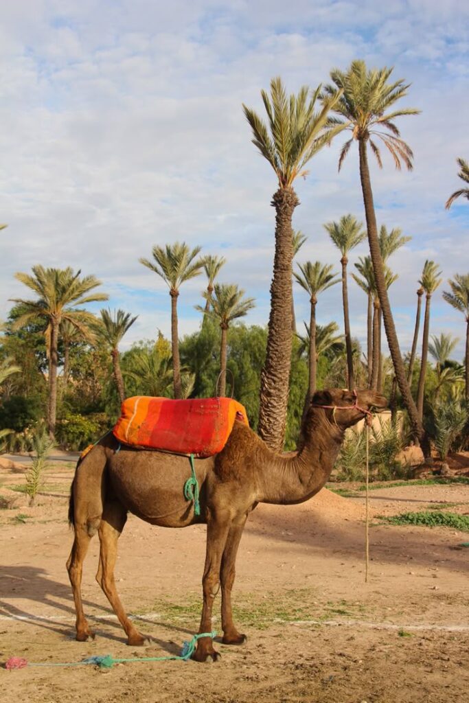 Que faire à Marrakech en 3-4 jours – Guide Voyage Weekend