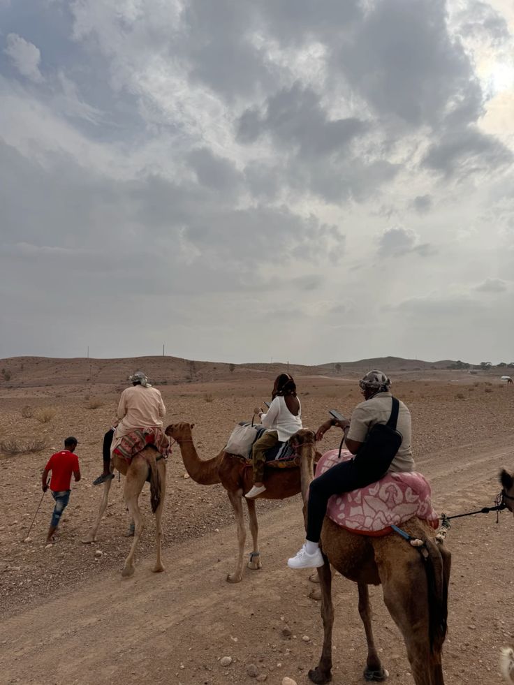Camels (1)