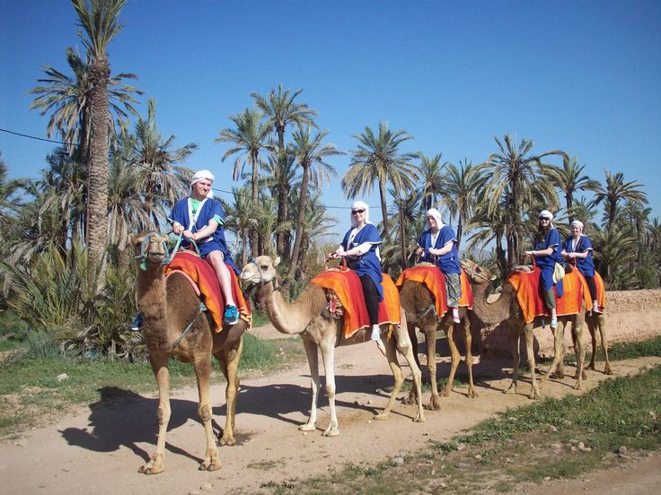 Camels _-)