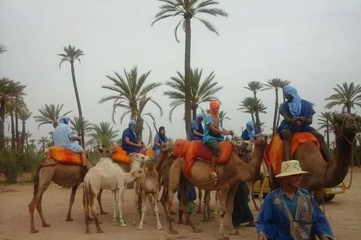 One-hour Camel Ride in Palmeraie with Tea