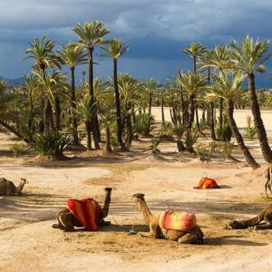 Camel Ride Marrakech Palmeraie: An Unforgettable Journey
