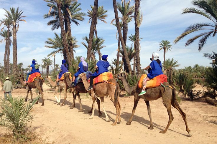 Paseo en camello por el palmeral de Marrakech – Civitatis_com