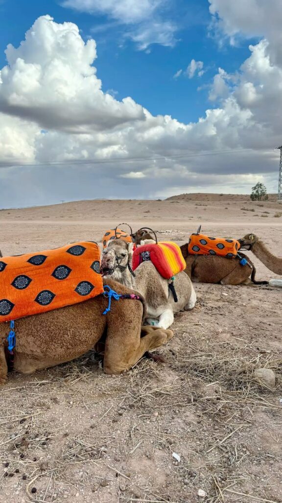 camels in agafay, MARRAKECH