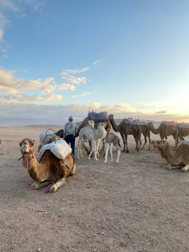 camels
